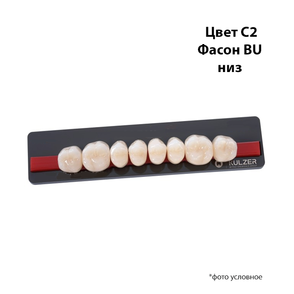 Зубы Basic 8 цвет С2 фасон BU низ купить